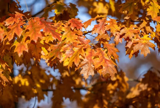 impression of leaves and autumn colors