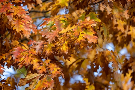 impression of leaves and autumn colors