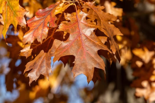 impression of leaves and autumn colors