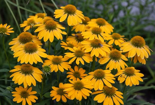 Flowers of  Echinacea - an herb stimulating the immune system