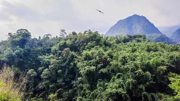 Forest and hill in Kaliurang, Sleman, Special Region of Yogyakarta, Indonesia. It shows the forest next to a hill filled with trees. This scene takes place near Merapi Volcano Mountain.