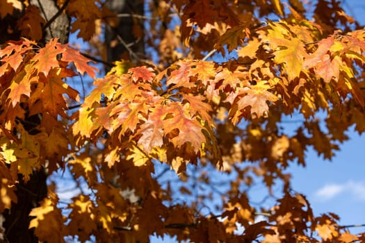 impression of leaves and autumn colors