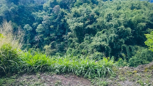 Forest and canyon in Kaliurang, Sleman, Special Region of Yogyakarta, Indonesia. It shows the forest next to a canyon. This scene takes place near Merapi Volcano Mountain.