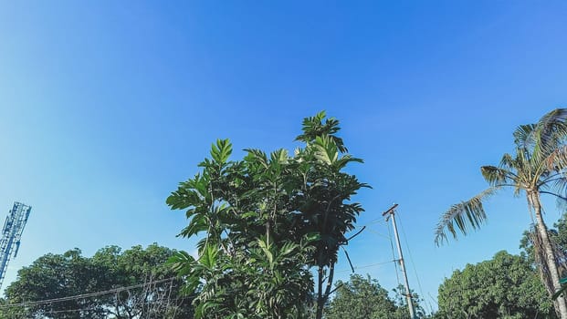 Trees with blue sky background. Green Leaves of trees shined by the sunlight shows its true color.