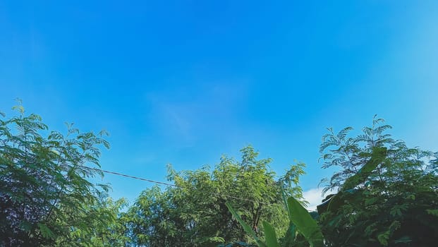 Trees with blue sky background. Green Leaves of trees shined by the sunlight shows its true color.