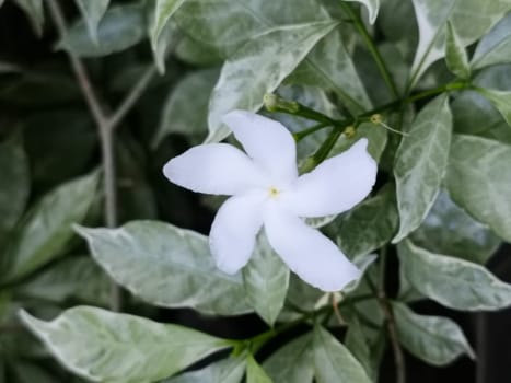 A white flower with a yellow center is on a leaf. The flower is surrounded by green leaves