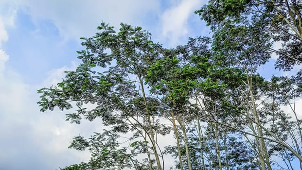 Observing the sunlight filtering through the trees in a forest, surrounded by a natural landscape of terrestrial plants, trunks, twigs, grass, and various shades of wood