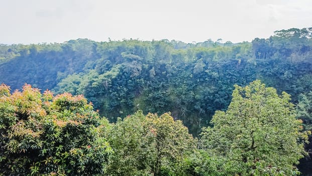 Forest and canyon in Kaliurang, Sleman, Special Region of Yogyakarta, Indonesia. It shows the forest next to a canyon. This scene takes place near Merapi Volcano Mountain.