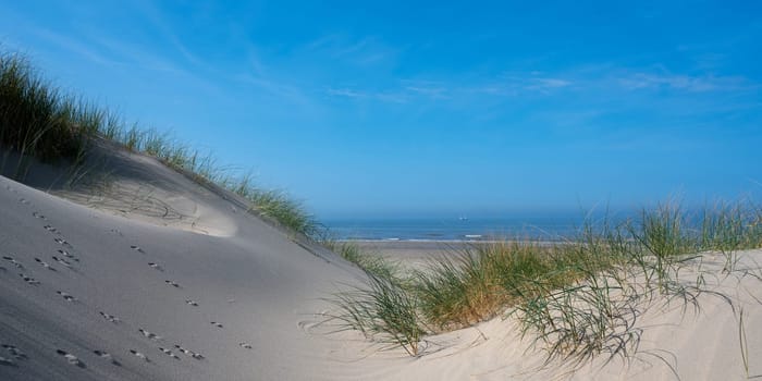 View over the dunes with beach grass towards the sea, on the North Sea coast in the Netherlands with a blue sky