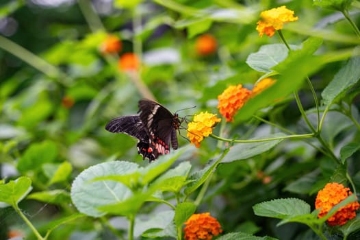 Red-spotted Swallowtail butterfly (Papilio anchisiades) on a flower