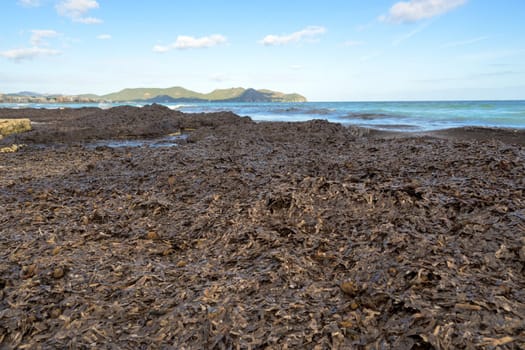 Seaweed covers a rocky shore with mountains in the background under a clear blue sky, mallorca balearic islands, spain
