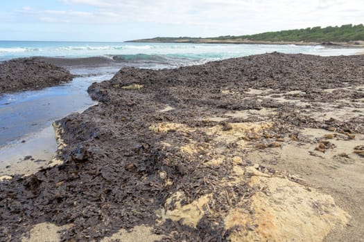 Seaweed scattered on a sandy beach with gentle ocean waves crashing, mallorca balearic islands, spain