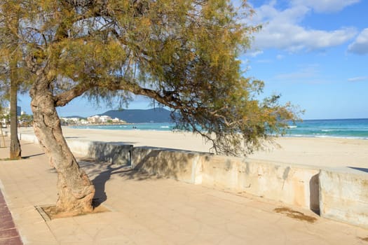 A tree by a beach promenade with a sandy shoreline and blue ocean in the background, mallorca balearic islands, spain