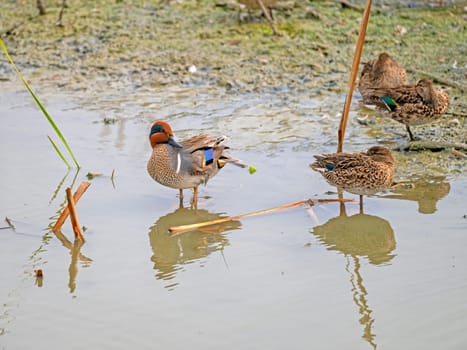 Green Winged Teal in a Tidal Pond Near Port Aransas, Texas