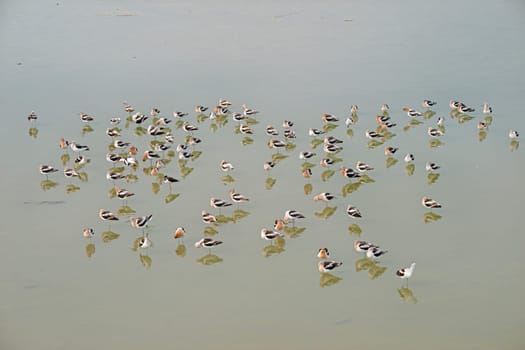 Large Group of American Avocets in Calm Water near Port Aransas, Texas