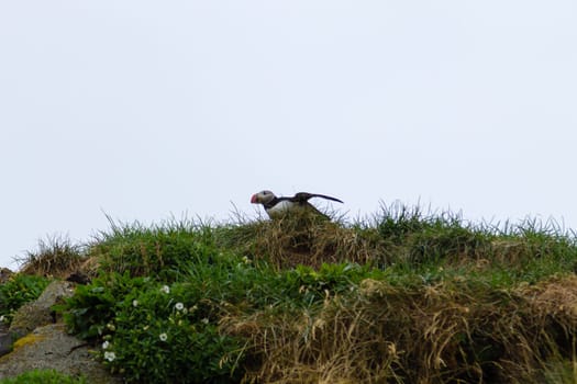 Atlantic puffin from Borgarfjordur fjord, east Iceland. Iceland wildlife. Common puffin. Fratercula arctica