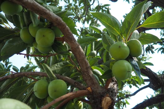 The persimmon is the edible fruit of a number of species of trees in the genus Diospyros. The most widely cultivated of these is the kaki persimmon, Diospyros kaki family Ebenaceae. Fruit on a branch.