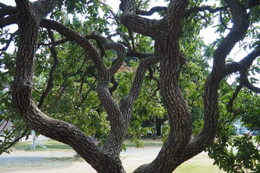 The persimmon is the edible fruit of a number of species of trees in the genus Diospyros. The most widely cultivated of these is the kaki persimmon, Diospyros kaki family Ebenaceae. Fruit on a branch.
