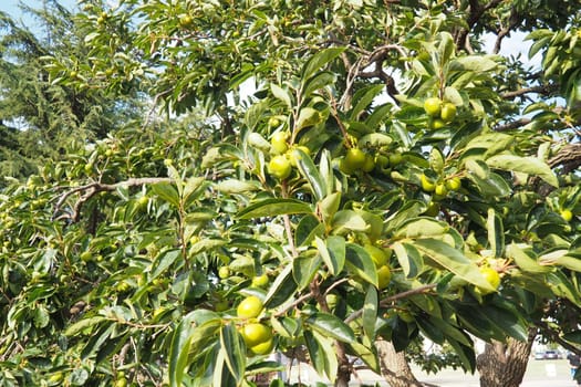 The persimmon is the edible fruit of a number of species of trees in the genus Diospyros. The most widely cultivated of these is the kaki persimmon, Diospyros kaki family Ebenaceae. Fruit on a branch.