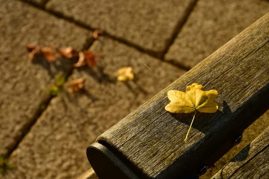 autumnal colored field maple leaf on a park bench