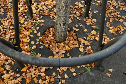 autumnal colored leaves on a street with an iron grid