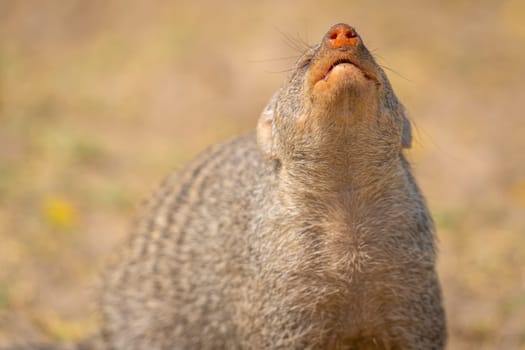 Close up of a banded mongoose in the Etosha National Park in Namibia, Africa.