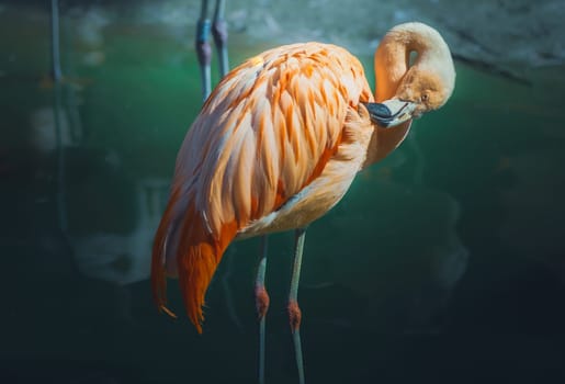 Pink Flamingo (Phoenicopterus sp.) wading in water, photographed over dark background