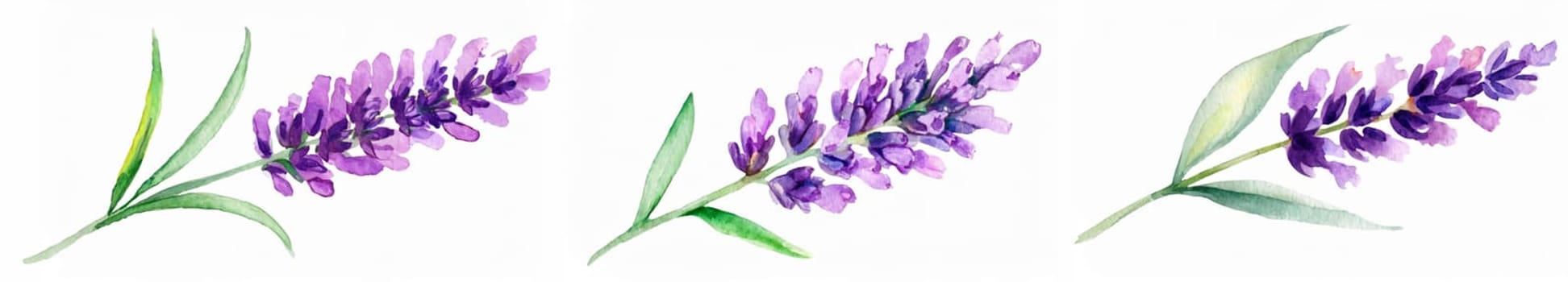 A delicate watercolor painting of a lavender flower.