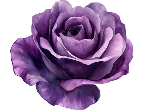 Botany Purple Watercolor Rose Nature Floral Flower