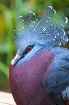 Victoria crowned-pigeon (Goura victoria) portrait, beautiful crowned pigeon from Papua New Guinea, vertical photography