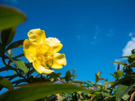 Close up view of a yellow rockrose (lat: Helianthemum nummularium) on the bush against a blue sky.