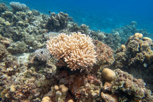 Colorful, picturesque coral reef at bottom of tropical sea, hard corals, underwater landscape