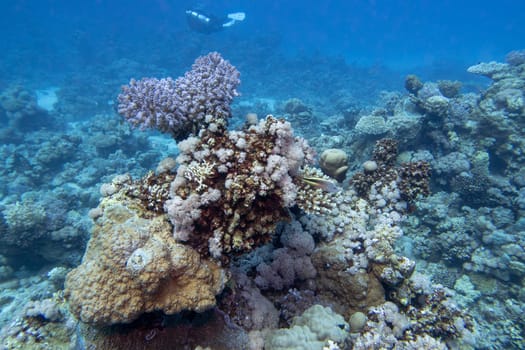 Colorful, picturesque coral reef at the bottom of tropical sea, Cauliflower Coral, underwater landscape