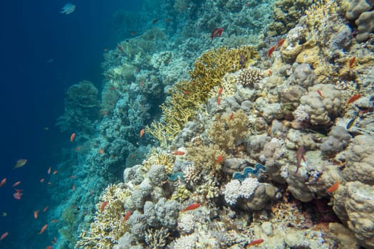 Colorful, picturesque coral reef at the bottom of tropical sea, hard corals and fishes Anthias, underwater landscape