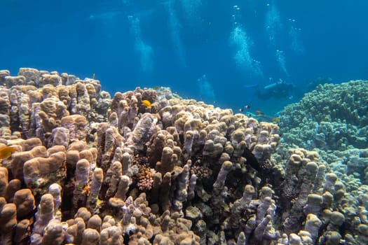 Colorful, picturesque coral reef at the bottom of tropical sea, great porites coral, underwater landscape. Group od divers and air bubbles in a distance