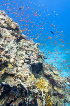 Colorful, picturesque coral reef at the bottom of tropical sea, hard corals and fishes Anthias, underwater landscape