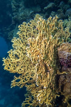 Colorful, picturesque coral reef at bottom of tropical sea, yellow fire coral, underwater landscape