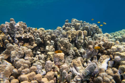 Colorful, picturesque coral reef at the bottom of tropical sea, great acropora corals, underwater landscape
