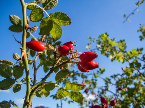 Bottom view of a dog rose bush (lat: Rosa canina) with ripe rose hips against a blue sky.