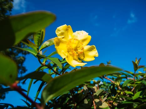 Close up view of a yellow rockrose (lat: Helianthemum nummularium) on the bush against a blue sky.