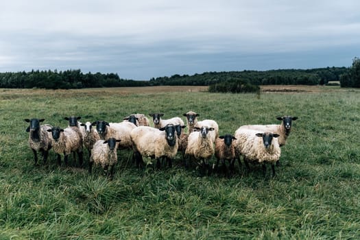 sheep grazing peacefully in a green pasture.