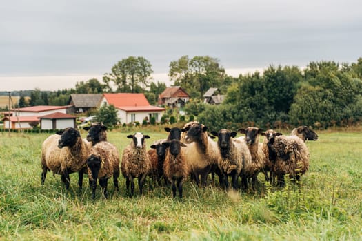 flock of sheep in a green field with rural backdrop.