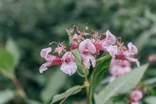 invasive pink Himalayan Balsam or Impatiens glandulifera flowers in a serene natural setting