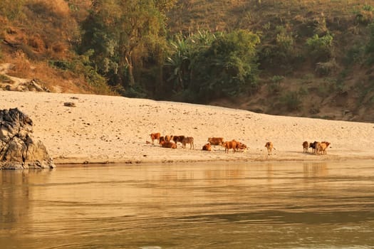 View from the slow boat from Thailand to Laos onto the shore of the Mekong River, a herd of cows is relaxing on the beach, Laos 2023