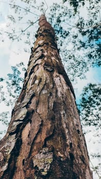 Stunning photo of a tall tree trunk, capturing its majestic height and natural beauty. Ideal for nature lovers and projects seeking inspiration from the great outdoors.