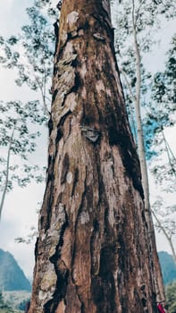 Stunning photo of a tall tree trunk, capturing its majestic height and natural beauty. Ideal for nature lovers and projects seeking inspiration from the great outdoors.