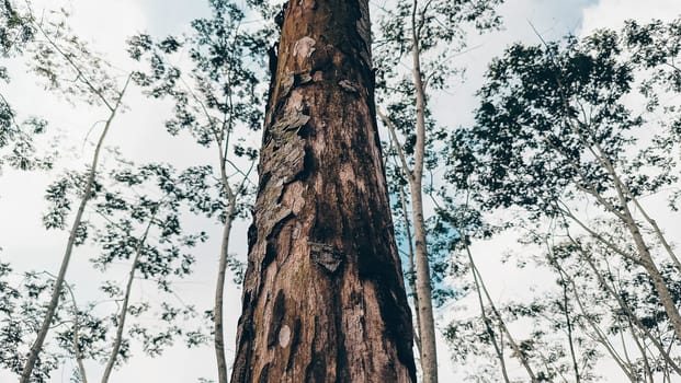 Stunning photo of a tall tree trunk, capturing its majestic height and natural beauty. Ideal for nature lovers and projects seeking inspiration from the great outdoors.