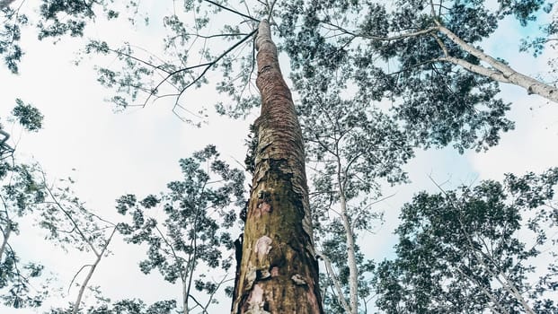 Stunning photo of a tall tree trunk, capturing its majestic height and natural beauty. Ideal for nature lovers and projects seeking inspiration from the great outdoors.