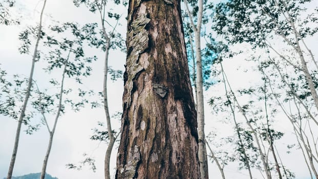 Stunning photo of a tall tree trunk, capturing its majestic height and natural beauty. Ideal for nature lovers and projects seeking inspiration from the great outdoors.