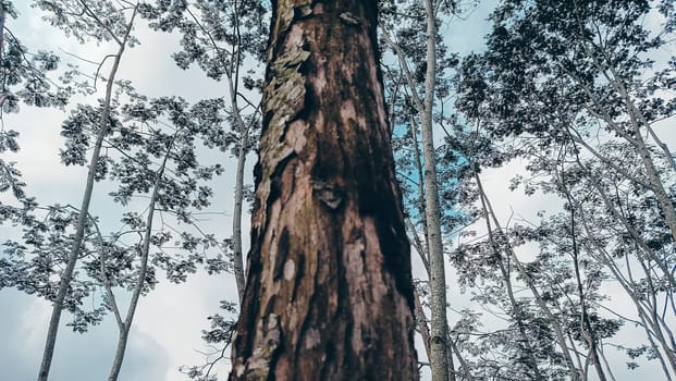 Stunning photo of a tall tree trunk, capturing its majestic height and natural beauty. Ideal for nature lovers and projects seeking inspiration from the great outdoors.